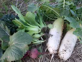 自然農で取れた野菜